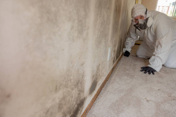  Ainsworth, NE Mold Removal Pros